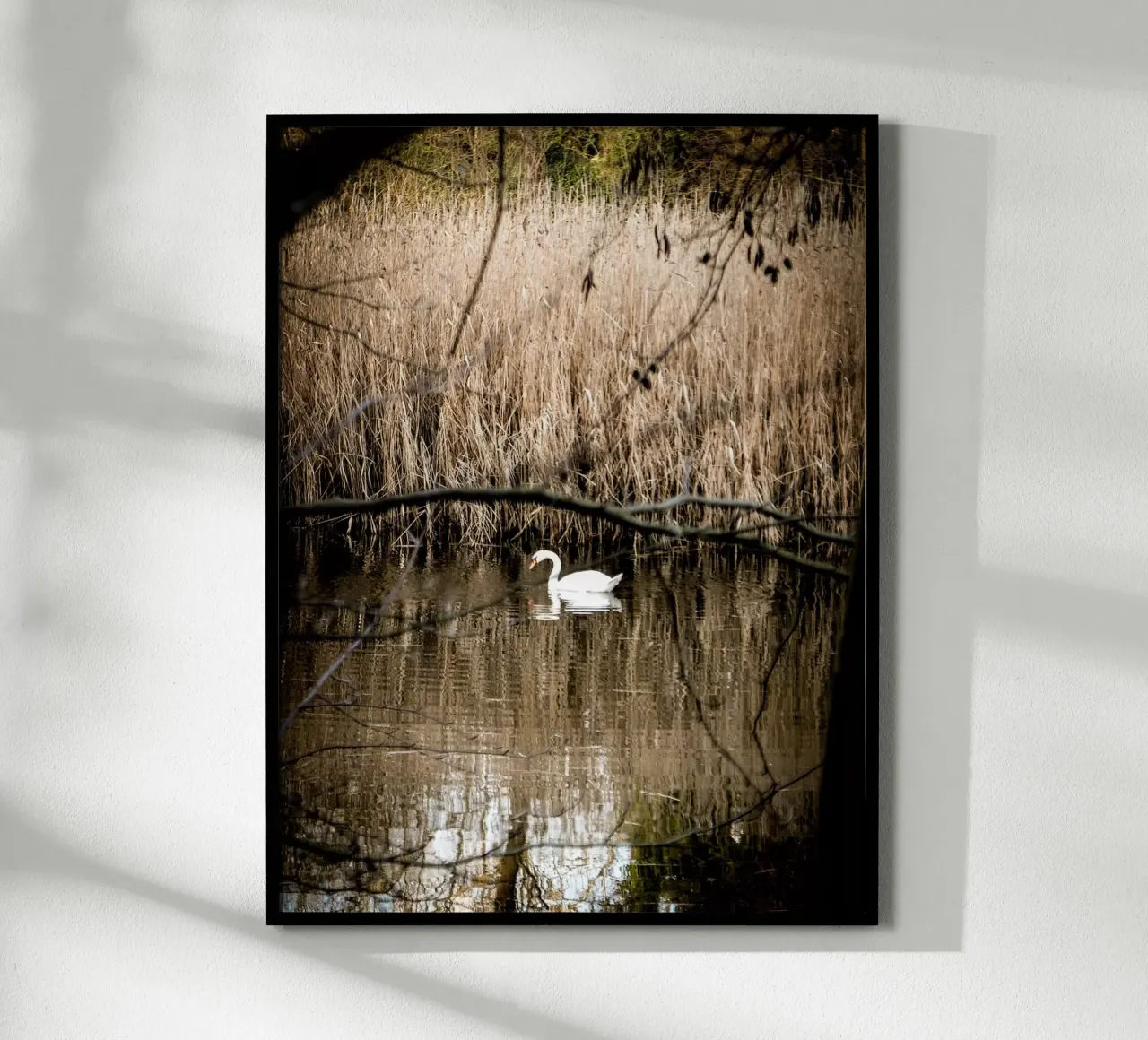 Cigno nel lago poster con telaio in legno da Janine Sommer Fotografie