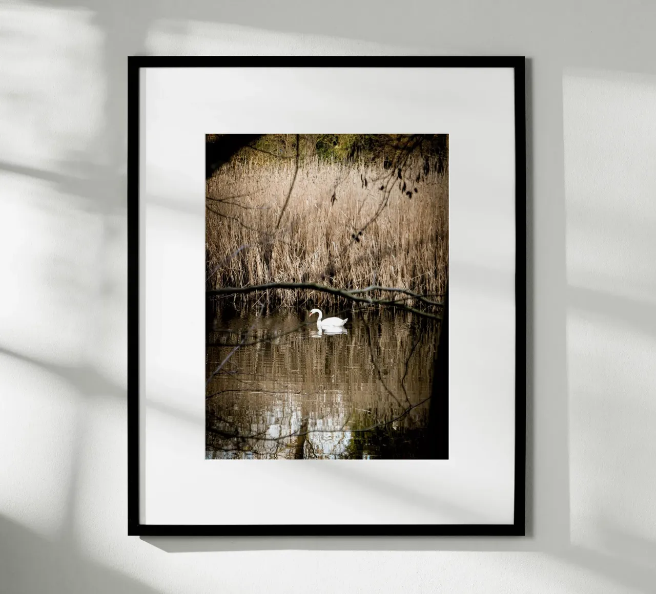 Cigno nel lago poster con telaio in legno da Janine Sommer Fotografie