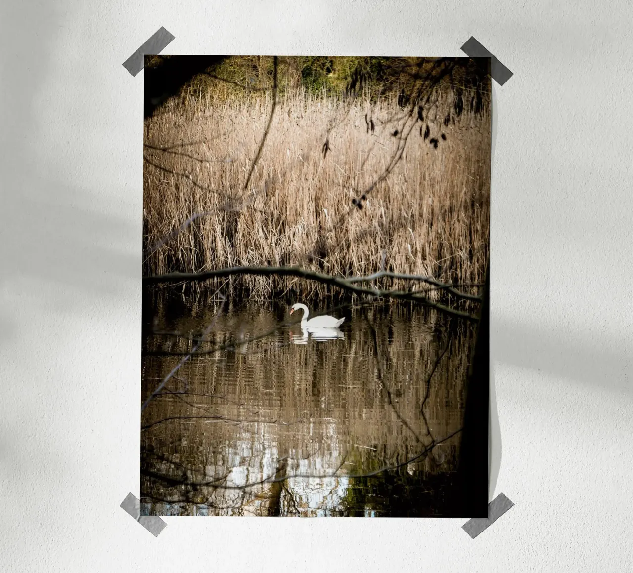 Cigno nel lago poster con telaio in legno da Janine Sommer Fotografie