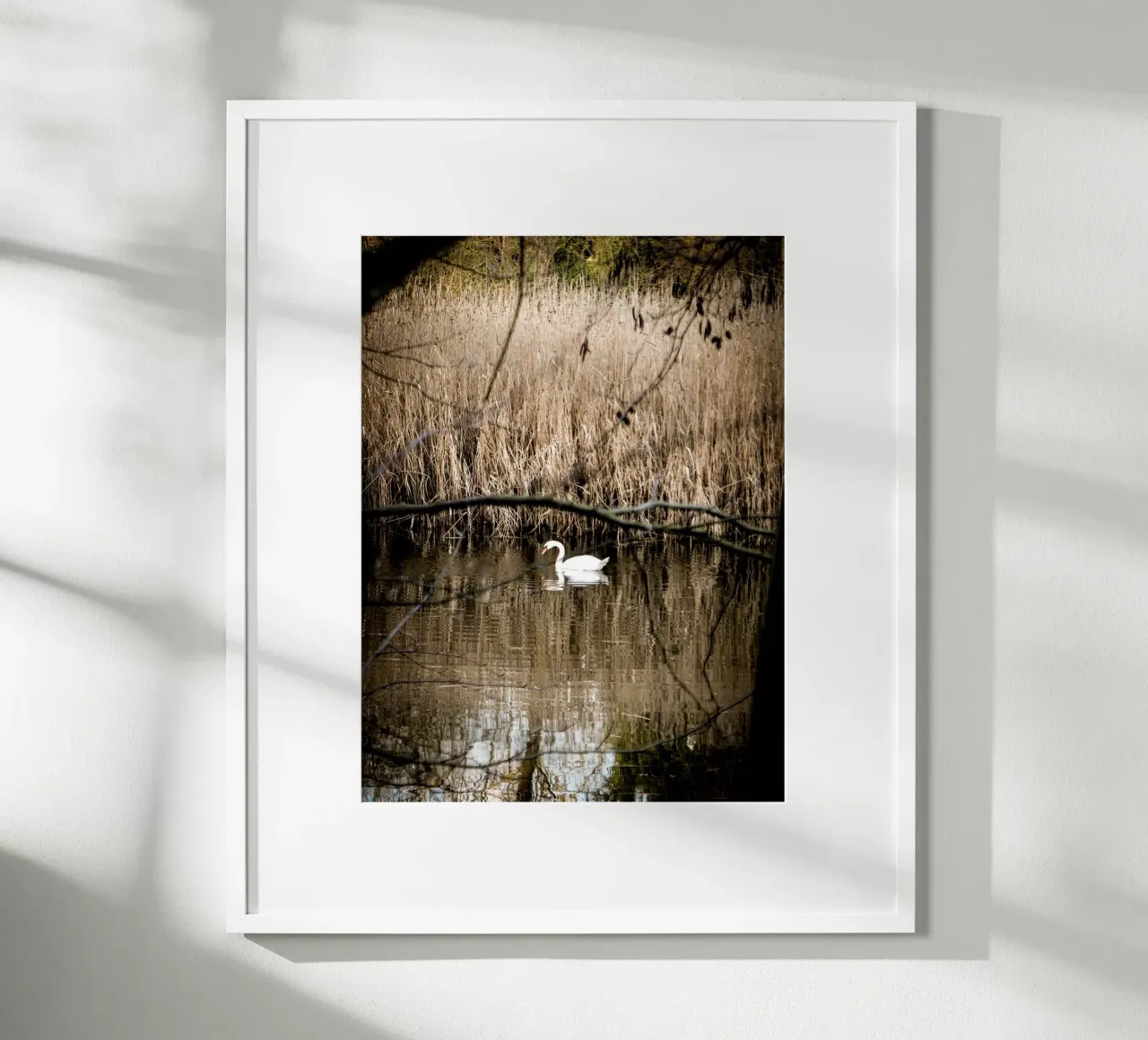 Cigno nel lago poster con telaio in legno da Janine Sommer Fotografie
