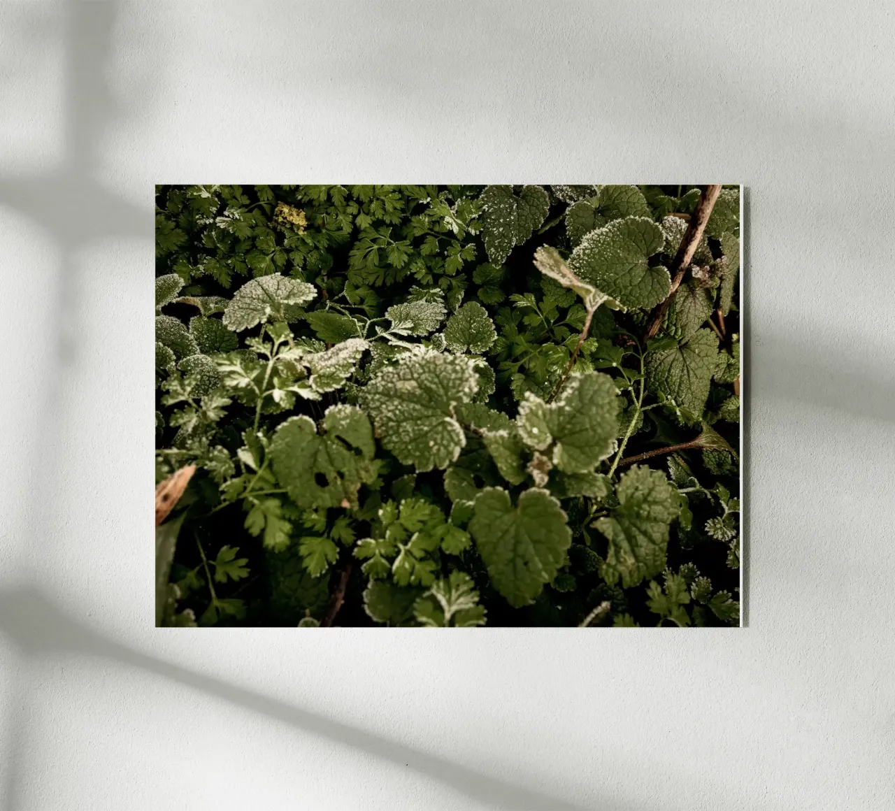 Pavimento invernale della foresta plexiglass da Janine Sommer Fotografie