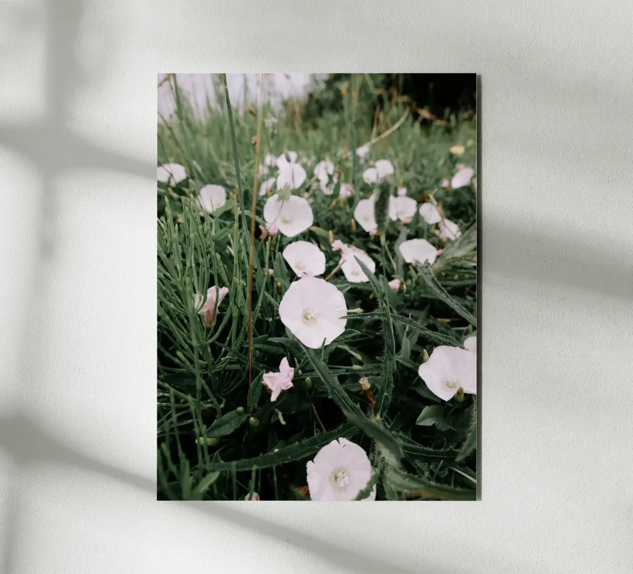 Fiori selvatici alluminio dibond da Janine Sommer Fotografie