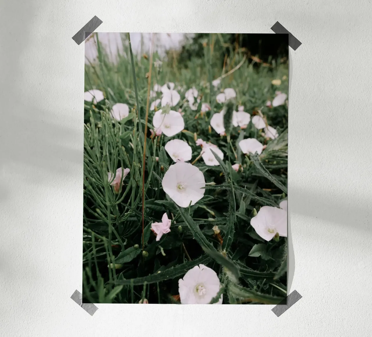 Fiori selvatici poster da Janine Sommer Fotografie