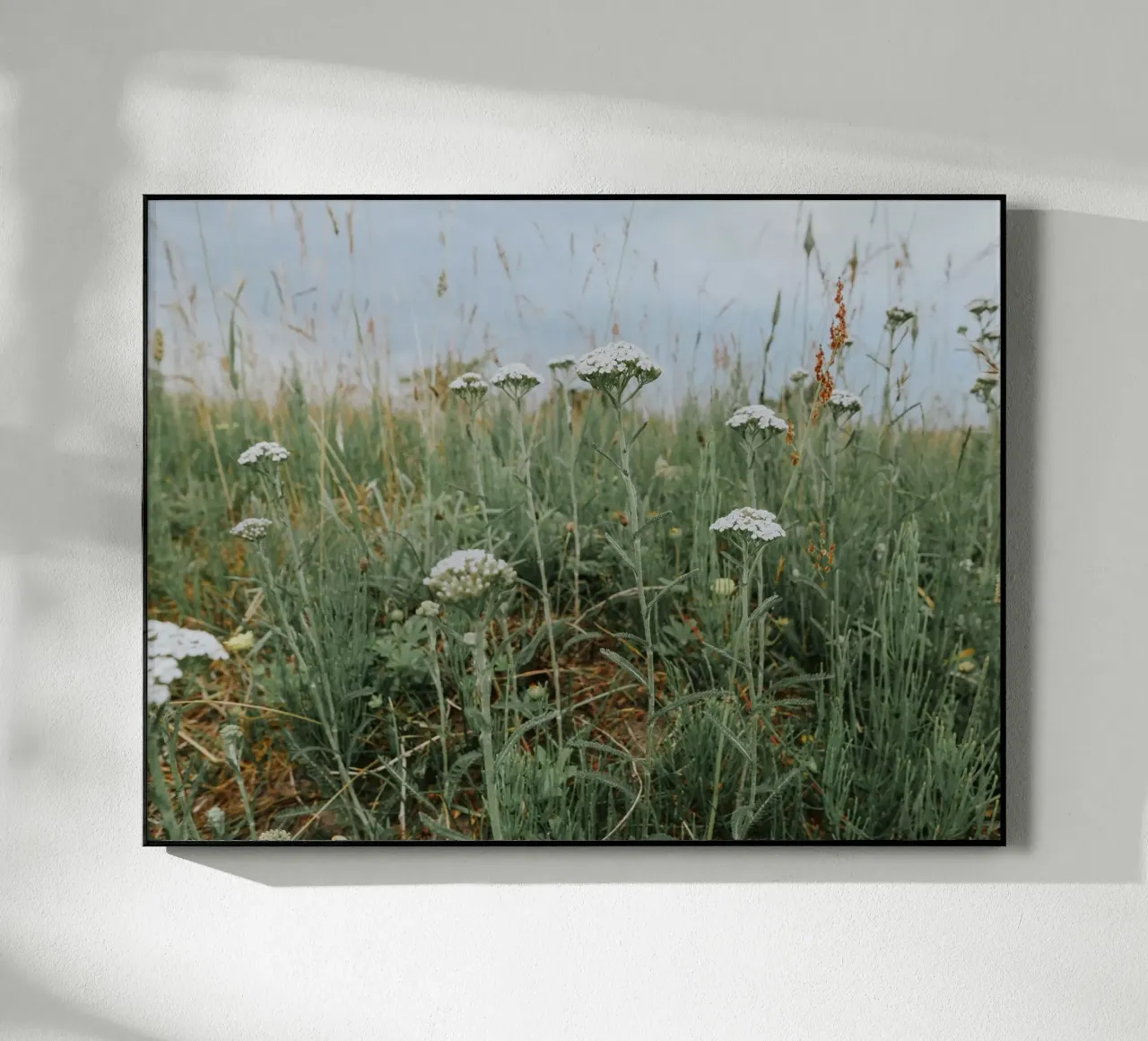Achillea plexiglass da Janine Sommer Fotografie