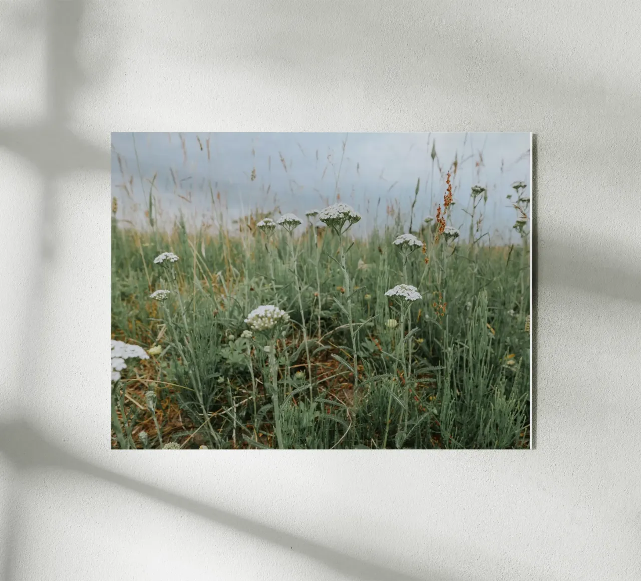 Achillea plexiglass da Janine Sommer Fotografie