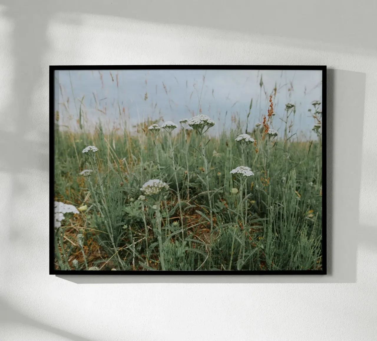 Yarrow poster by Janine Sommer Fotografie