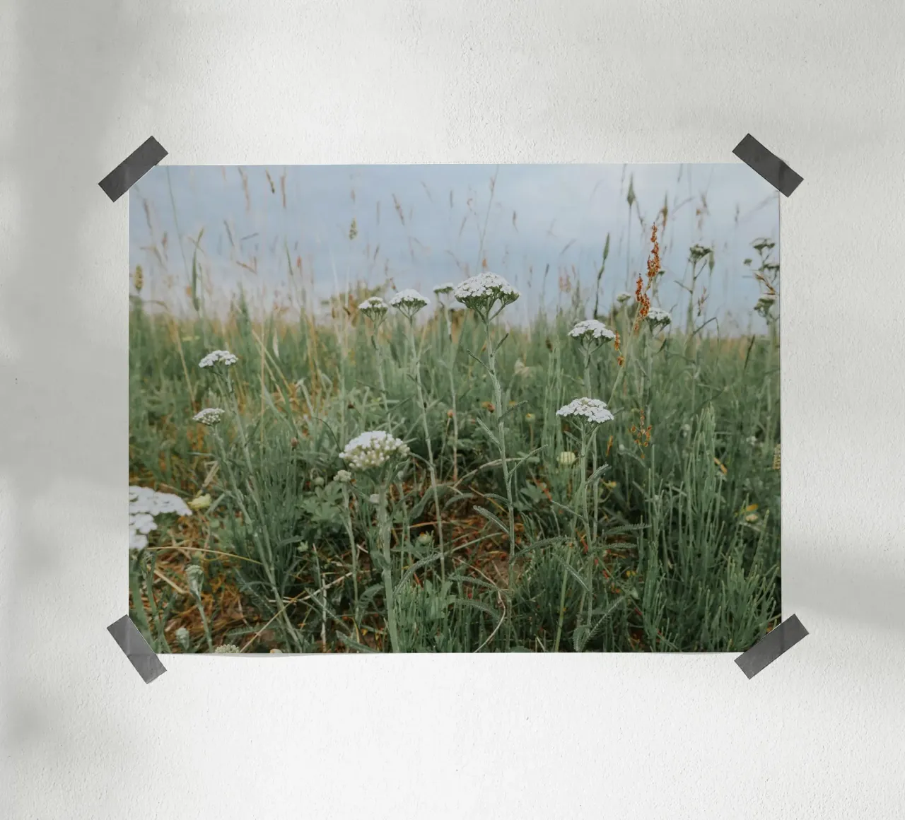 Yarrow poster by Janine Sommer Fotografie