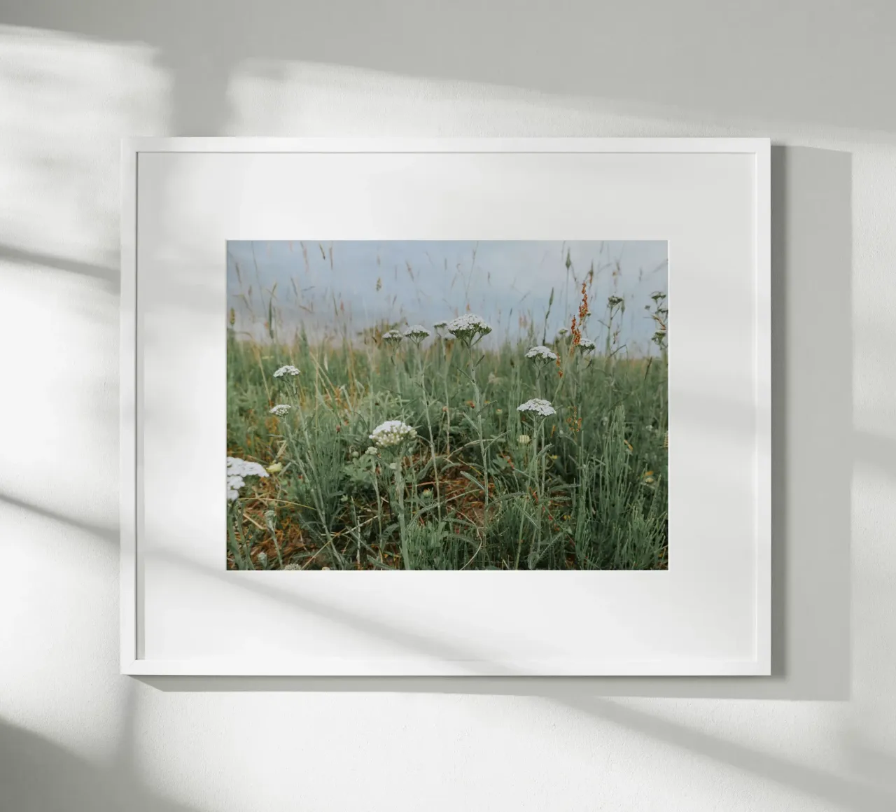 Yarrow poster da Janine Sommer Fotografie