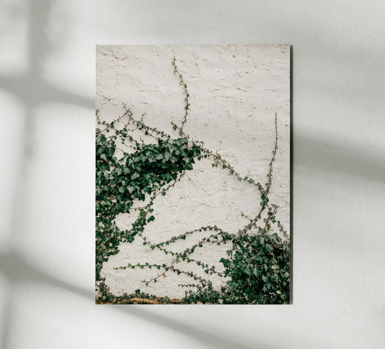 Edera pannello forex da Janine Sommer Fotografie