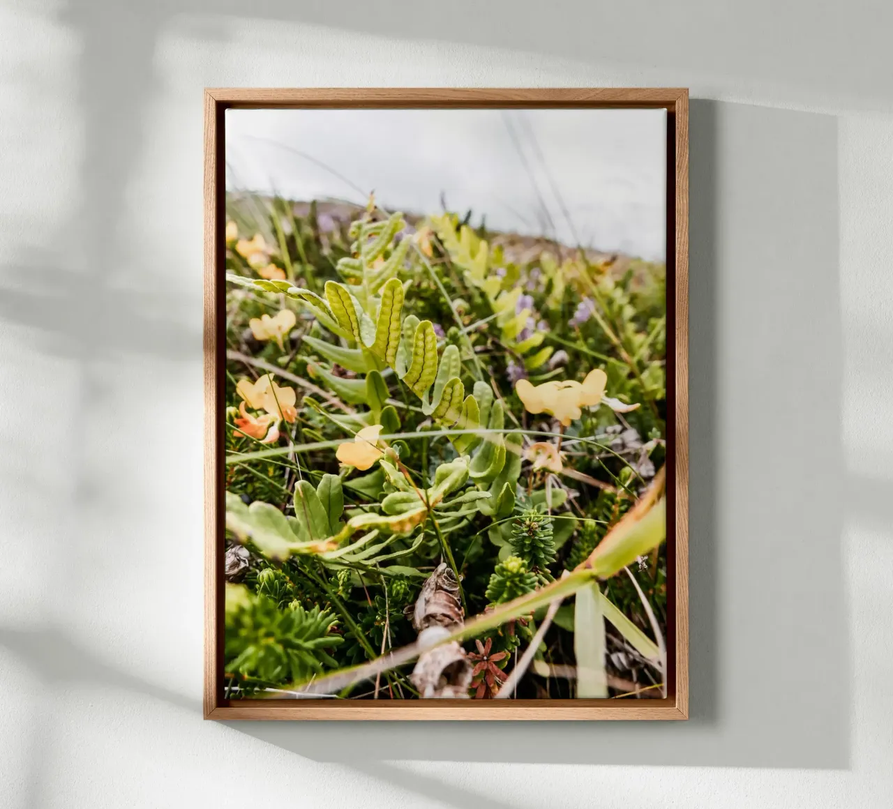 Fern in the heath canvas with Floater frame by Janine Sommer Fotografie
