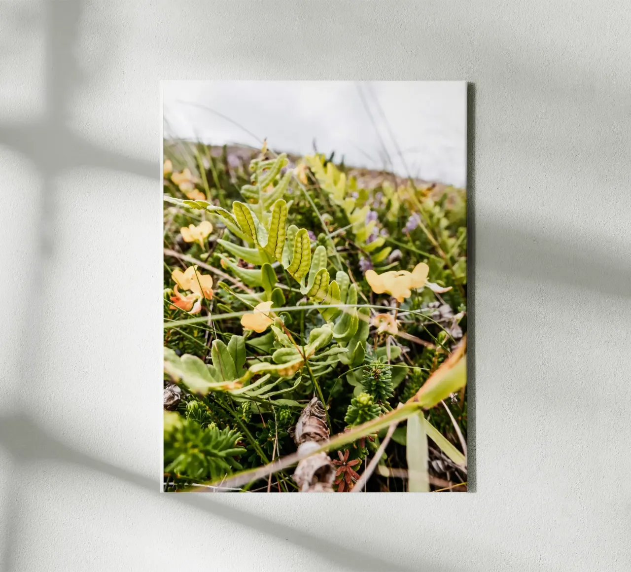 Fern in the heath canvas with Floater frame by Janine Sommer Fotografie