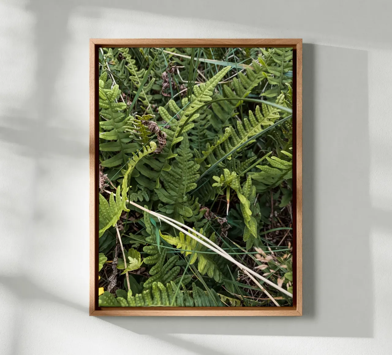 Fern in Jutland canvas with Floater frame by Janine Sommer Fotografie