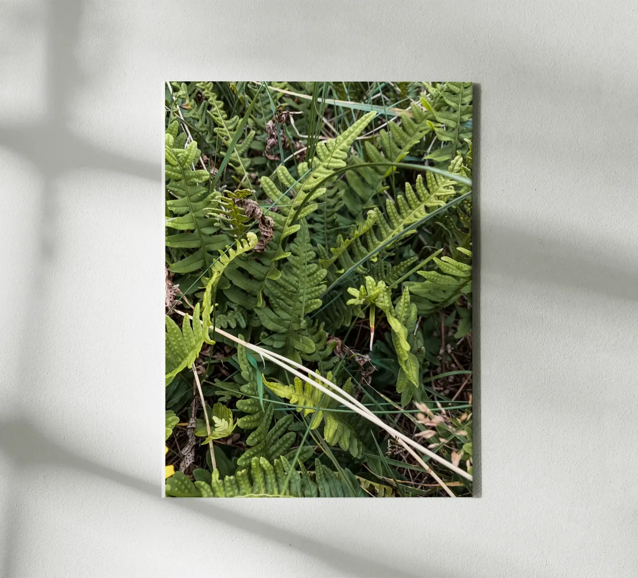 Fern in Jutland canvas with Floater frame by Janine Sommer Fotografie