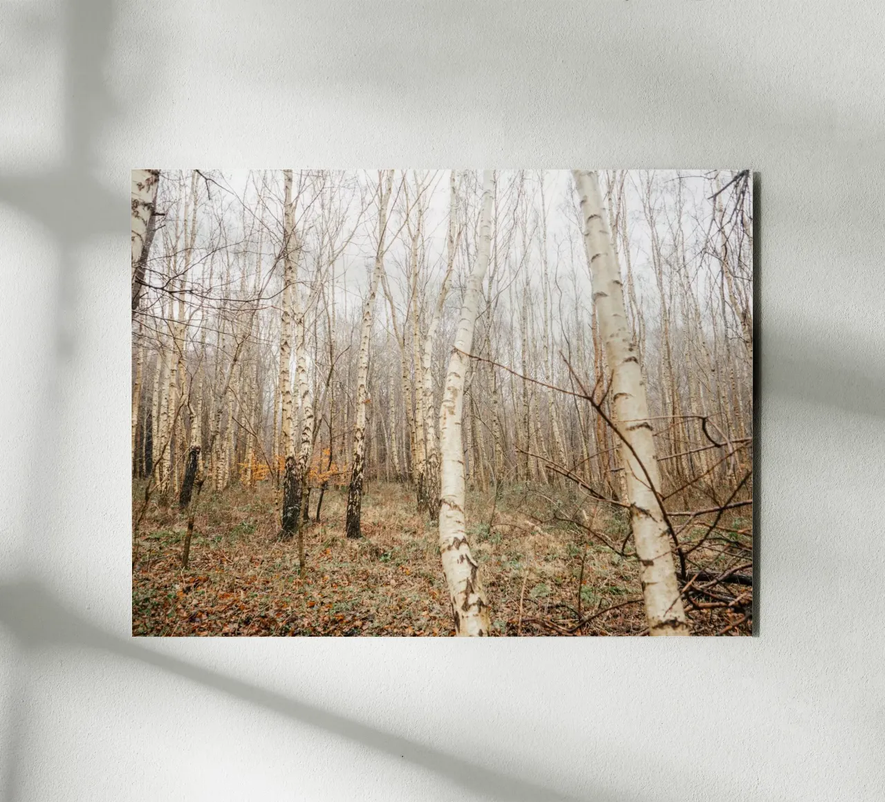 Abedular en invierno aluminio dibond de Janine Sommer Fotografie