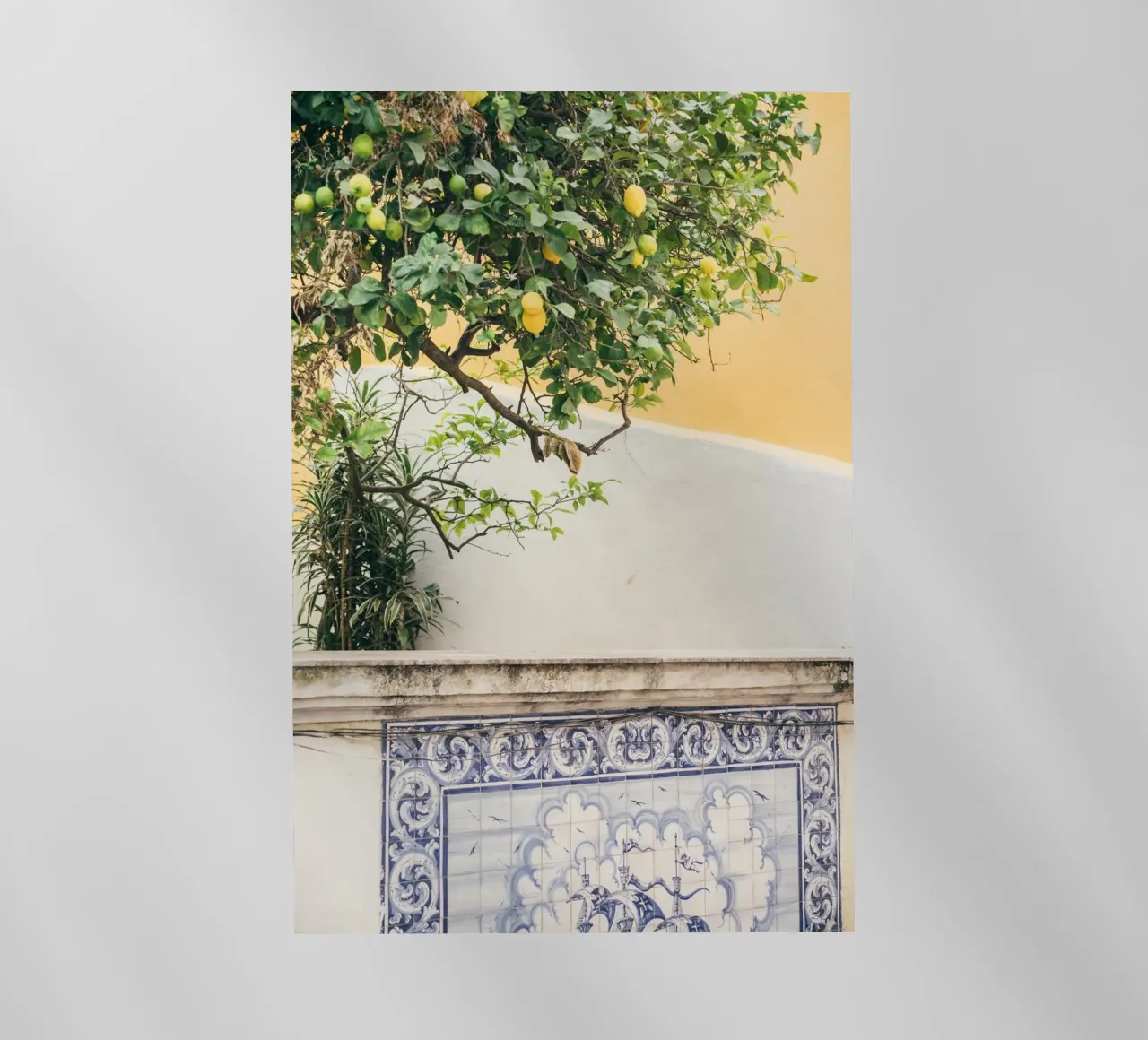 Lisbon Lemon Tree pellicola backlit da patiphotography