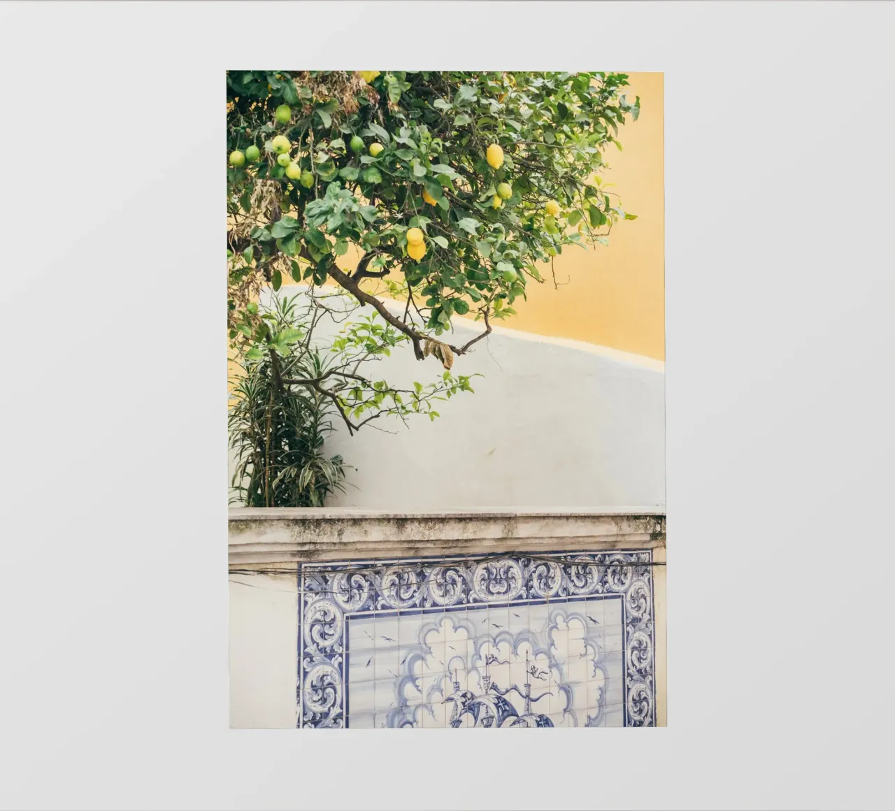 Lisbon Lemon Tree pellicola backlit da patiphotography