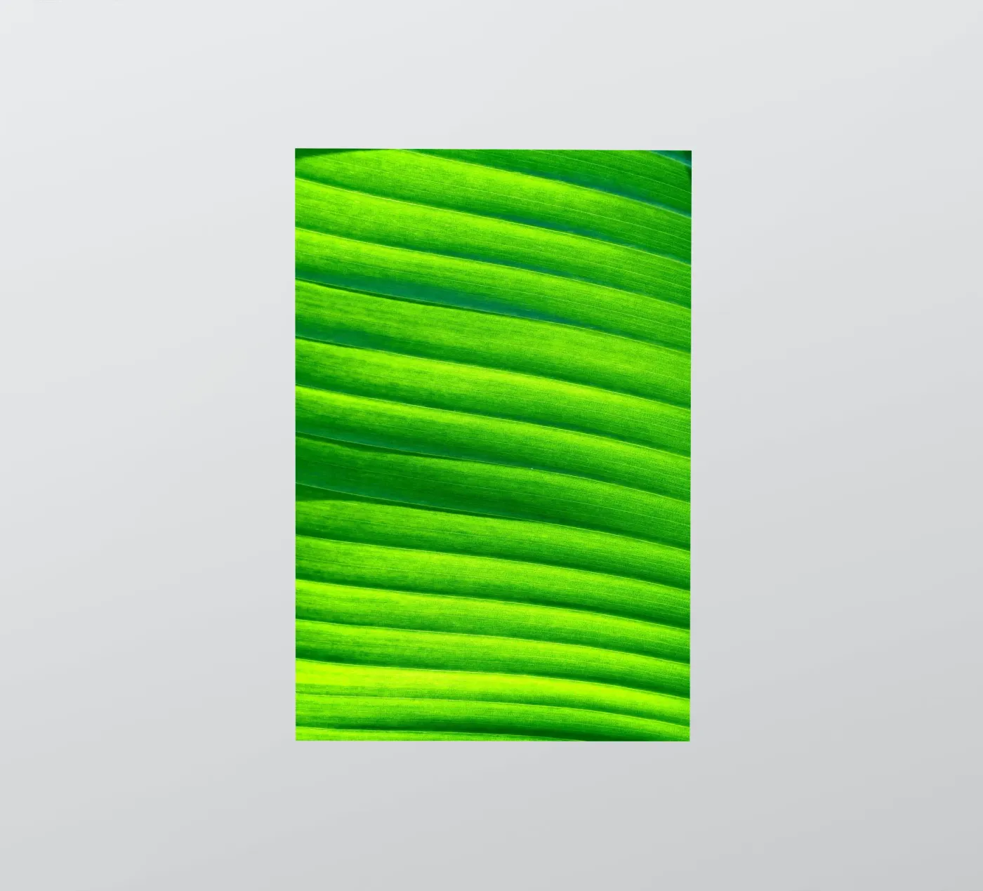 leaf green sticker by Earthly Visions