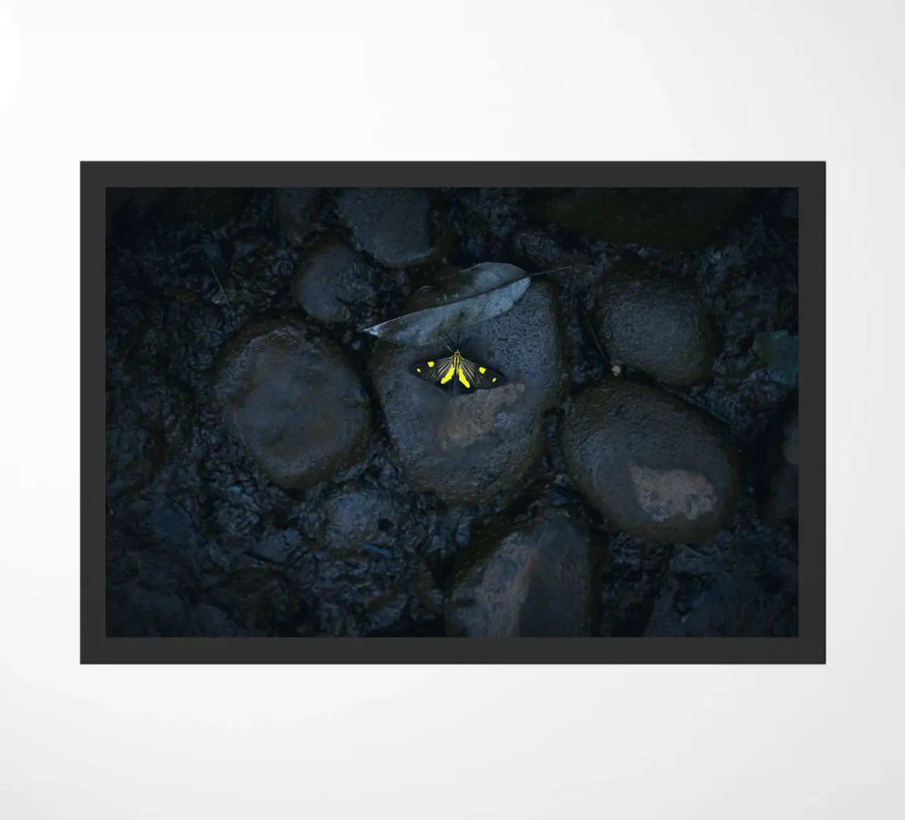 farfalla gialla zerbino da Earthly Visions