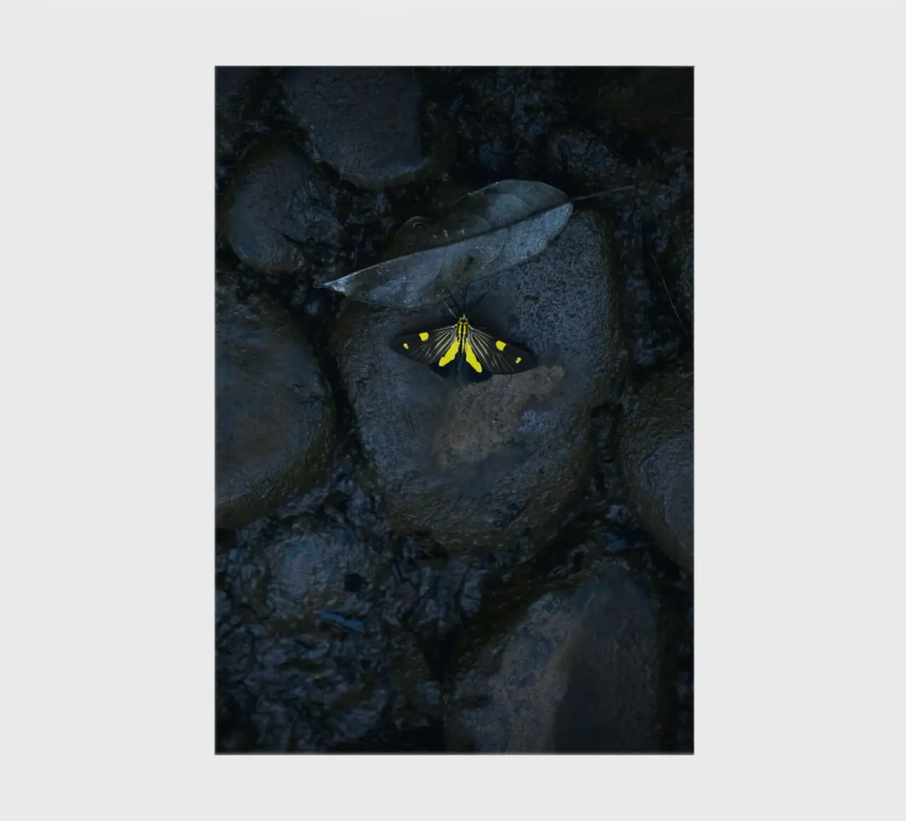 papillon jaune carnet de notes de Earthly Visions