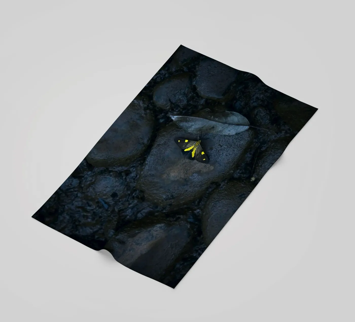 farfalla gialla telo mare da Earthly Visions