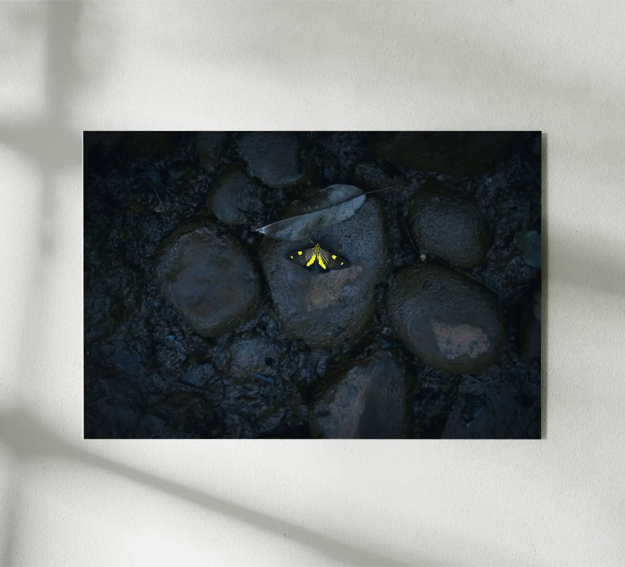 farfalla gialla plexiglass da Earthly Visions