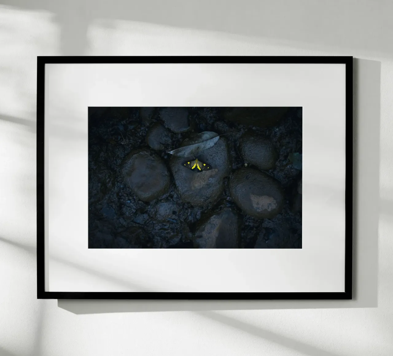 farfalla gialla poster con telaio in alluminio da Earthly Visions