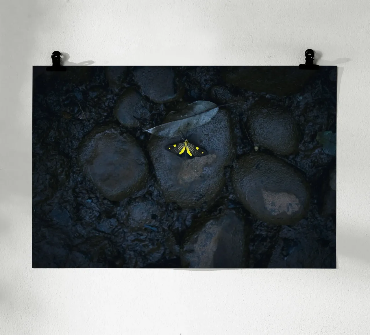 farfalla gialla poster con telaio in alluminio da Earthly Visions