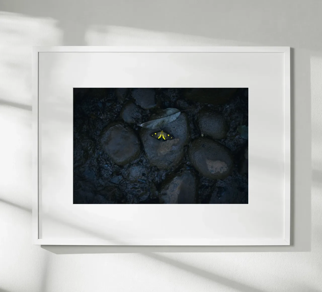 farfalla gialla poster con telaio in alluminio da Earthly Visions