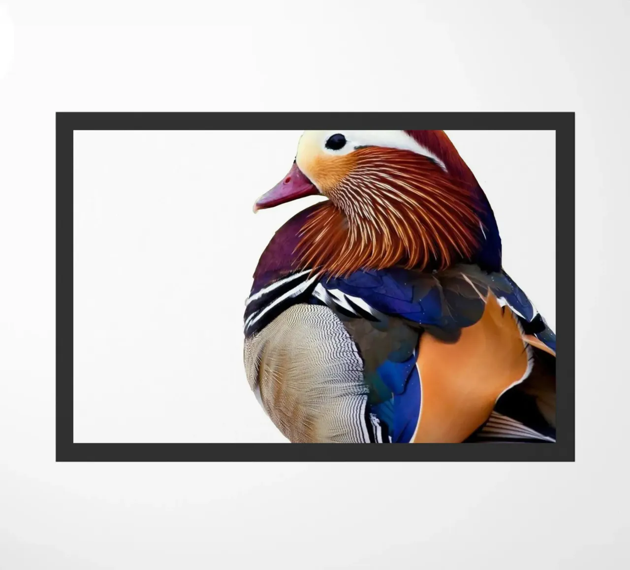 The Mandarin duck zerbino da Dumery Art