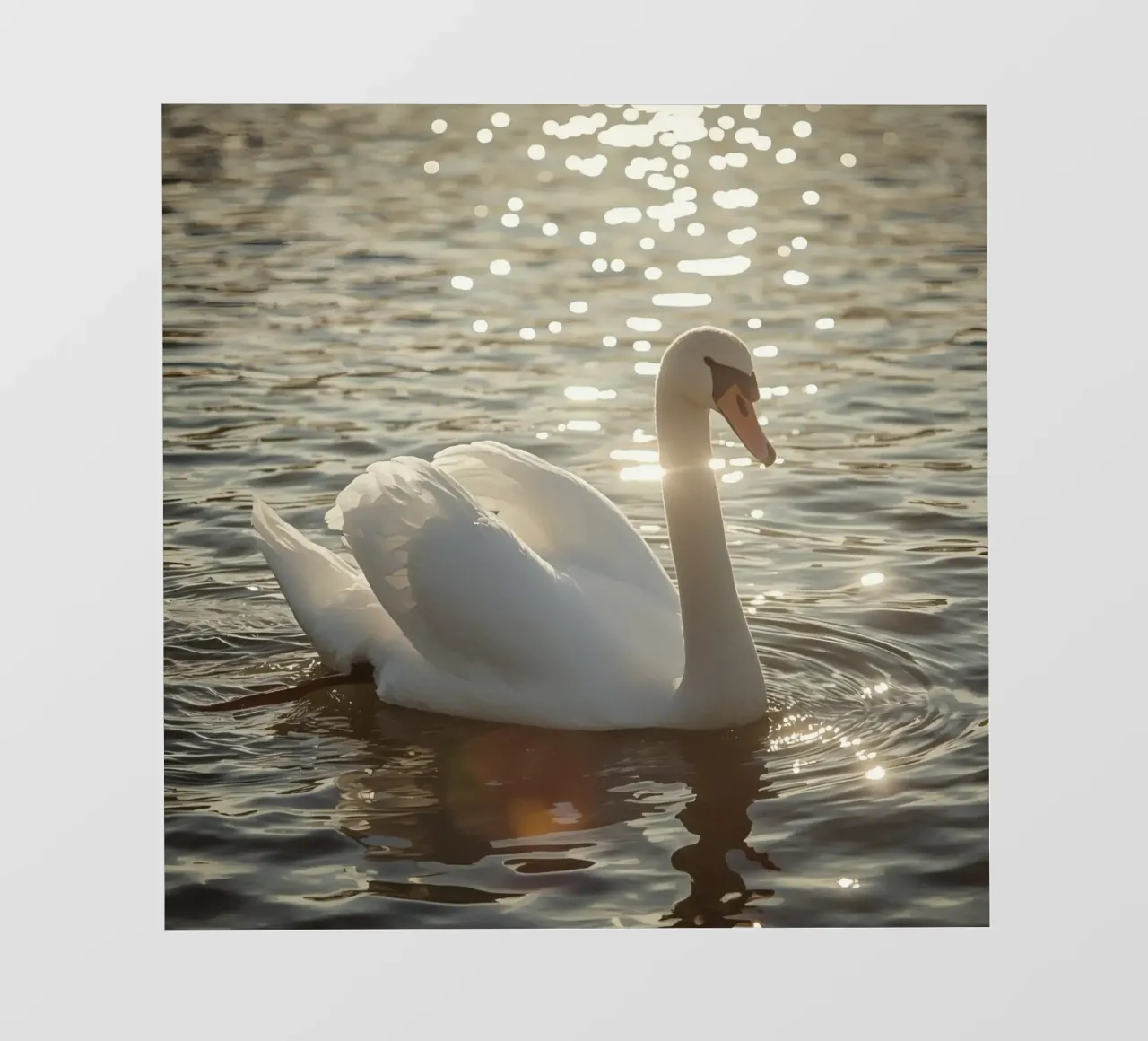 Cigno bianco sull'acqua con riflessi di luce solare telo in pvc da DesignDoodle
