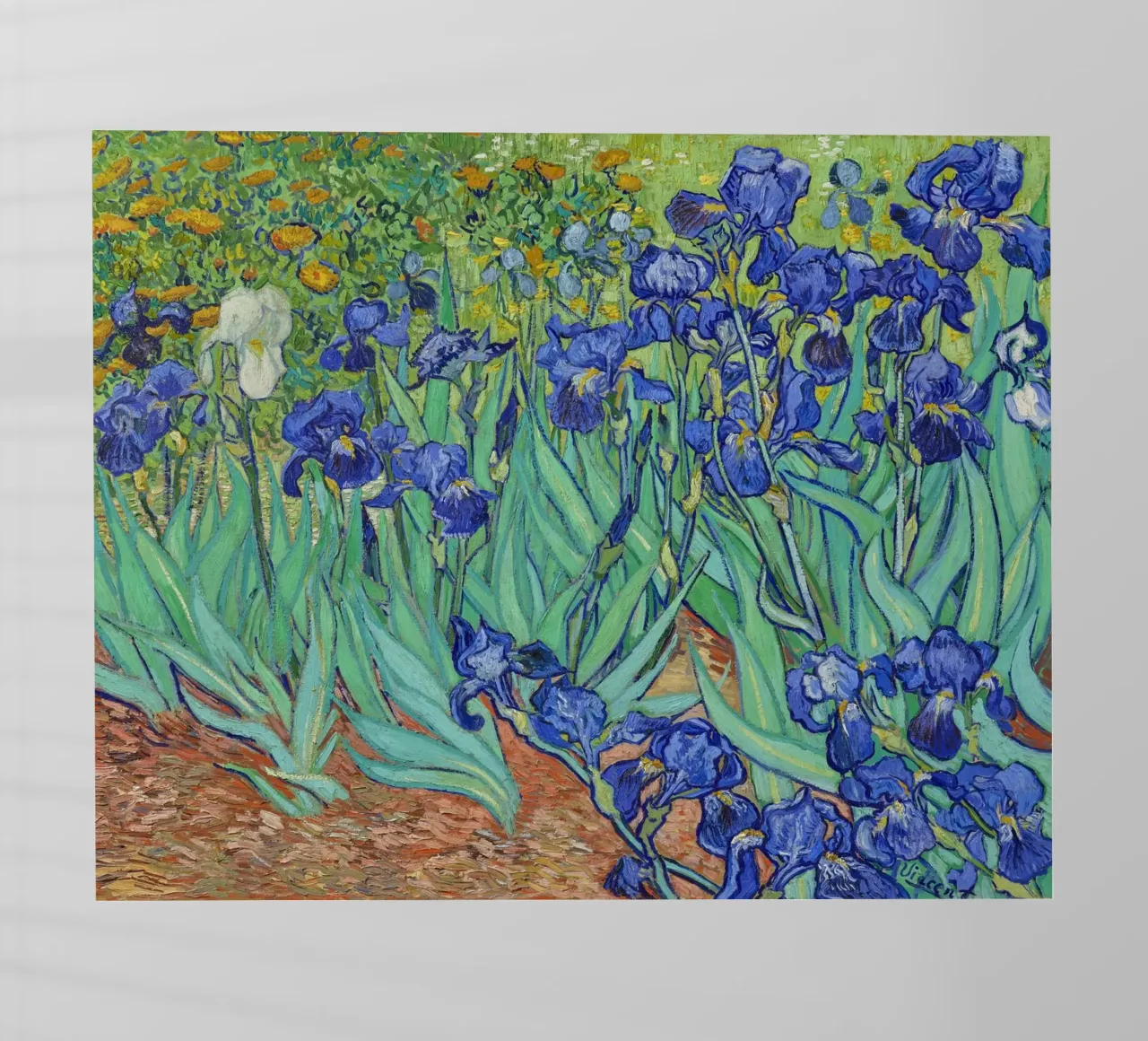 Iris (1889) di Vincent van Gogh pellicola backlit da Mostly Pink