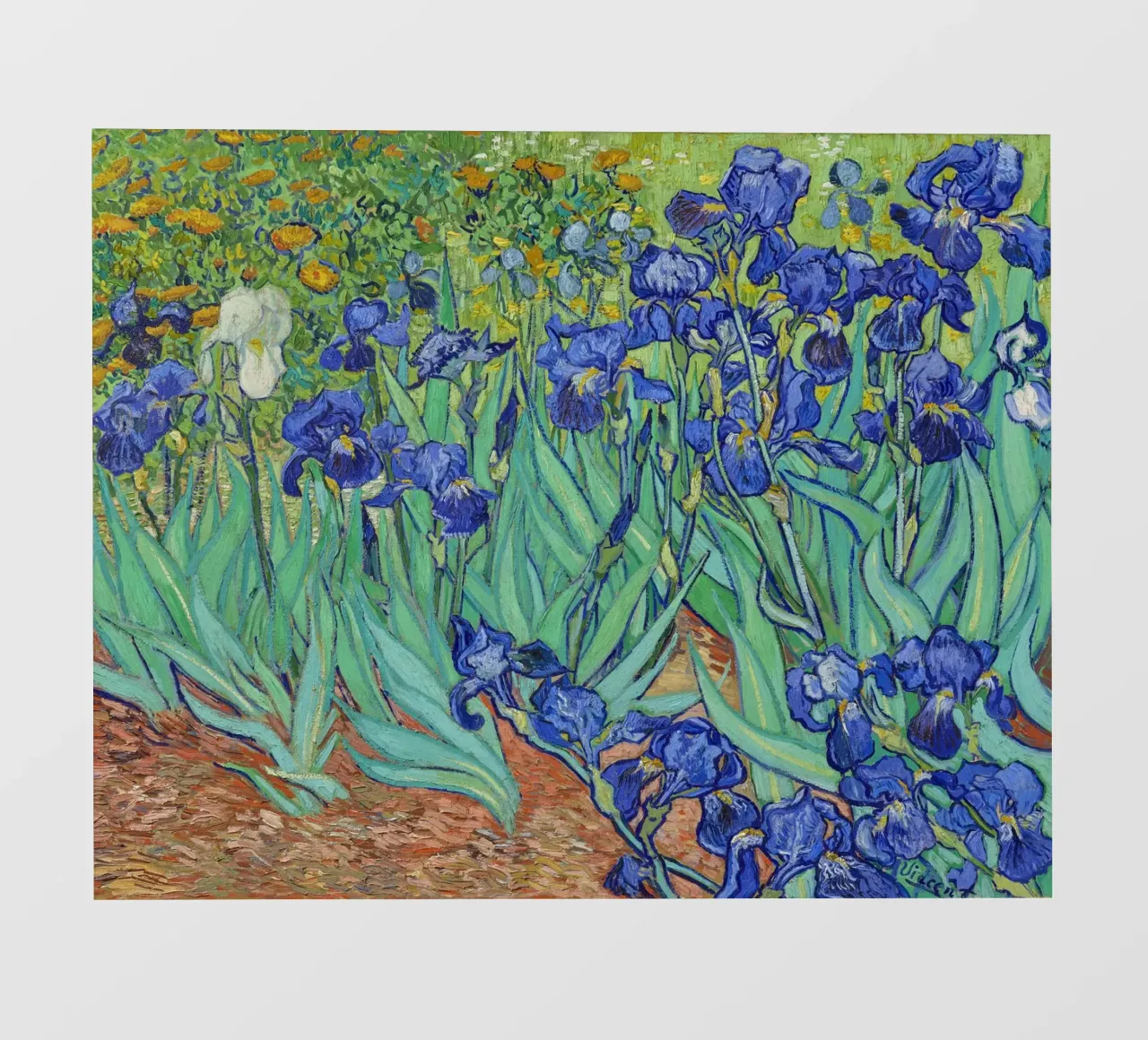 Iris (1889) di Vincent van Gogh pellicola backlit da Mostly Pink