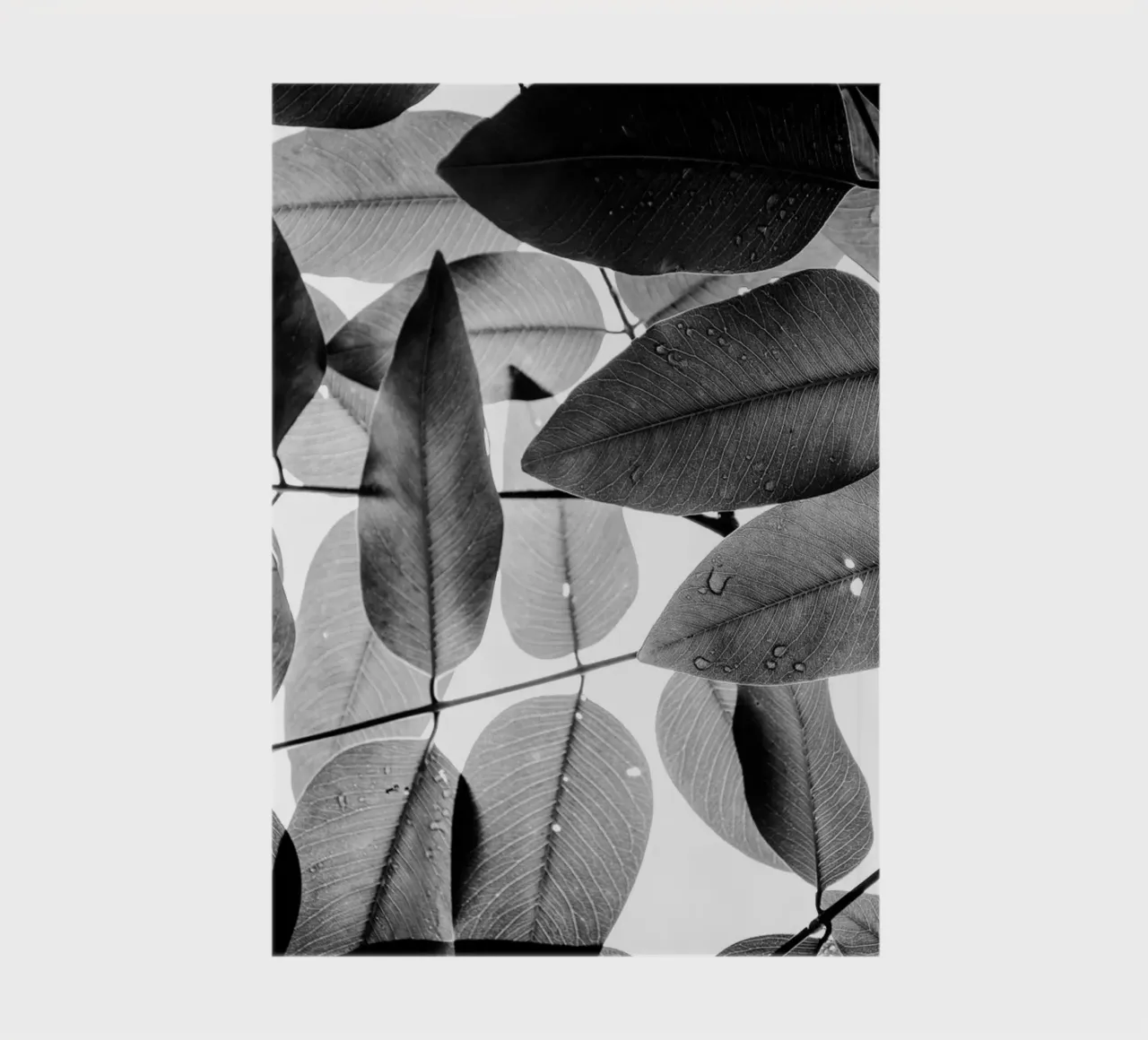 Experiments with Leaves I notebook by Tal Paz-Fridman