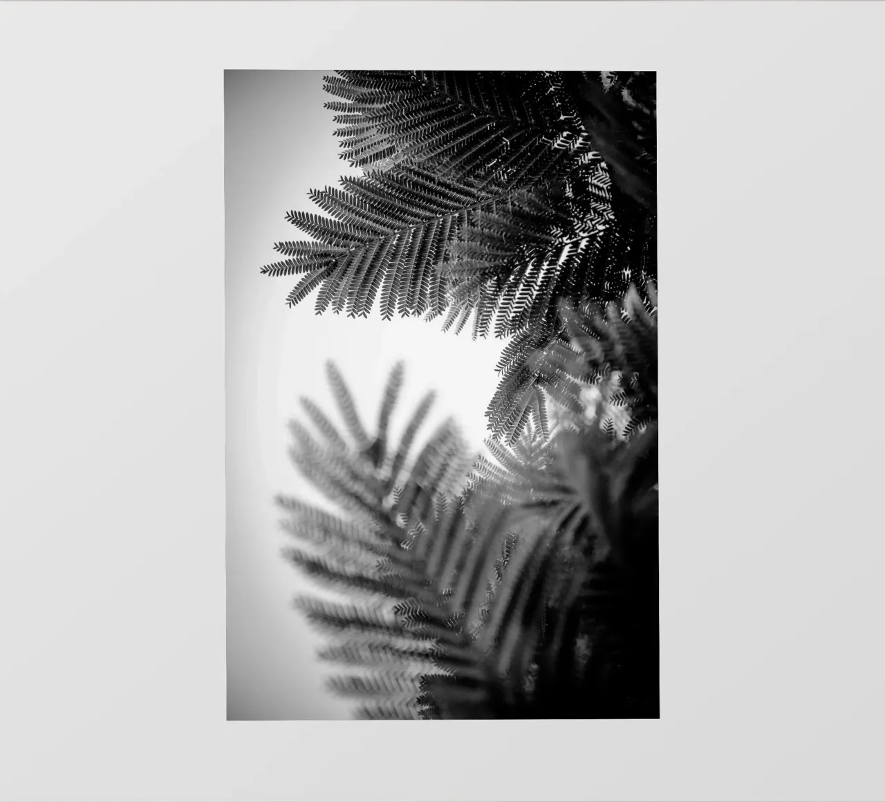 Geometrie naturali V pellicola backlit da Tal Paz-Fridman