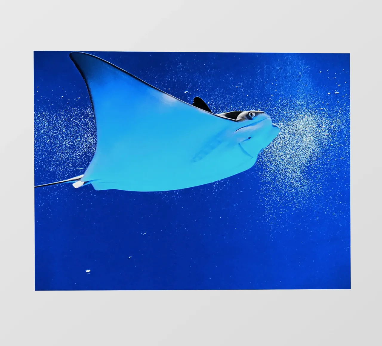 Mantarraya Serenity lámina retroiluminada de Nature's Palette
