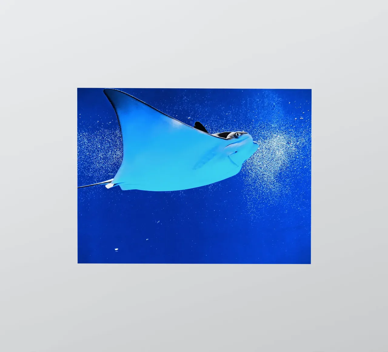 Mantarraya Serenity pegatina de Nature's Palette