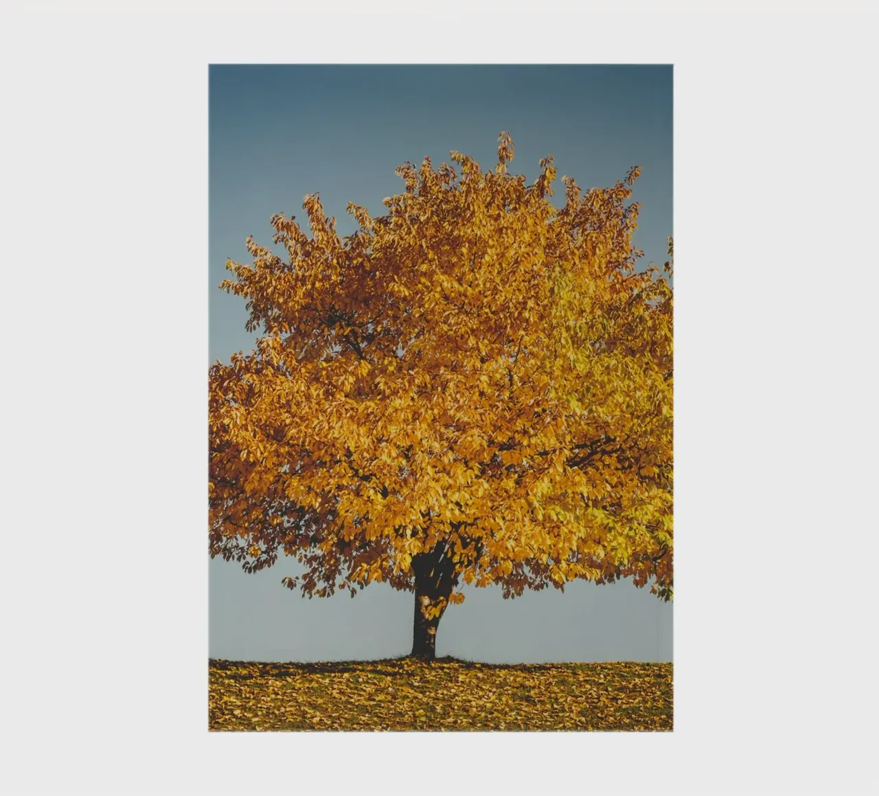 Golden autumn - The tree and the bench notebook by Natur Wandbild — Orte für die Seele