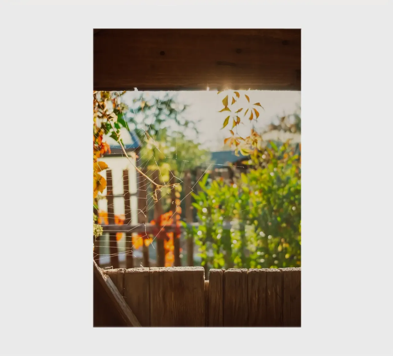 View through the spider's web into the golden autumn notebook by Natur Wandbild — Orte für die Seele