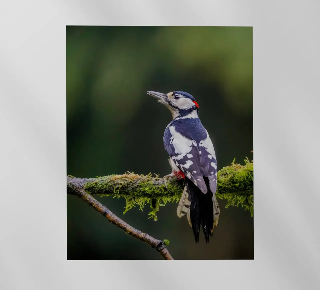 Picchio nella foresta pellicola backlit da Tom's Wildlife
