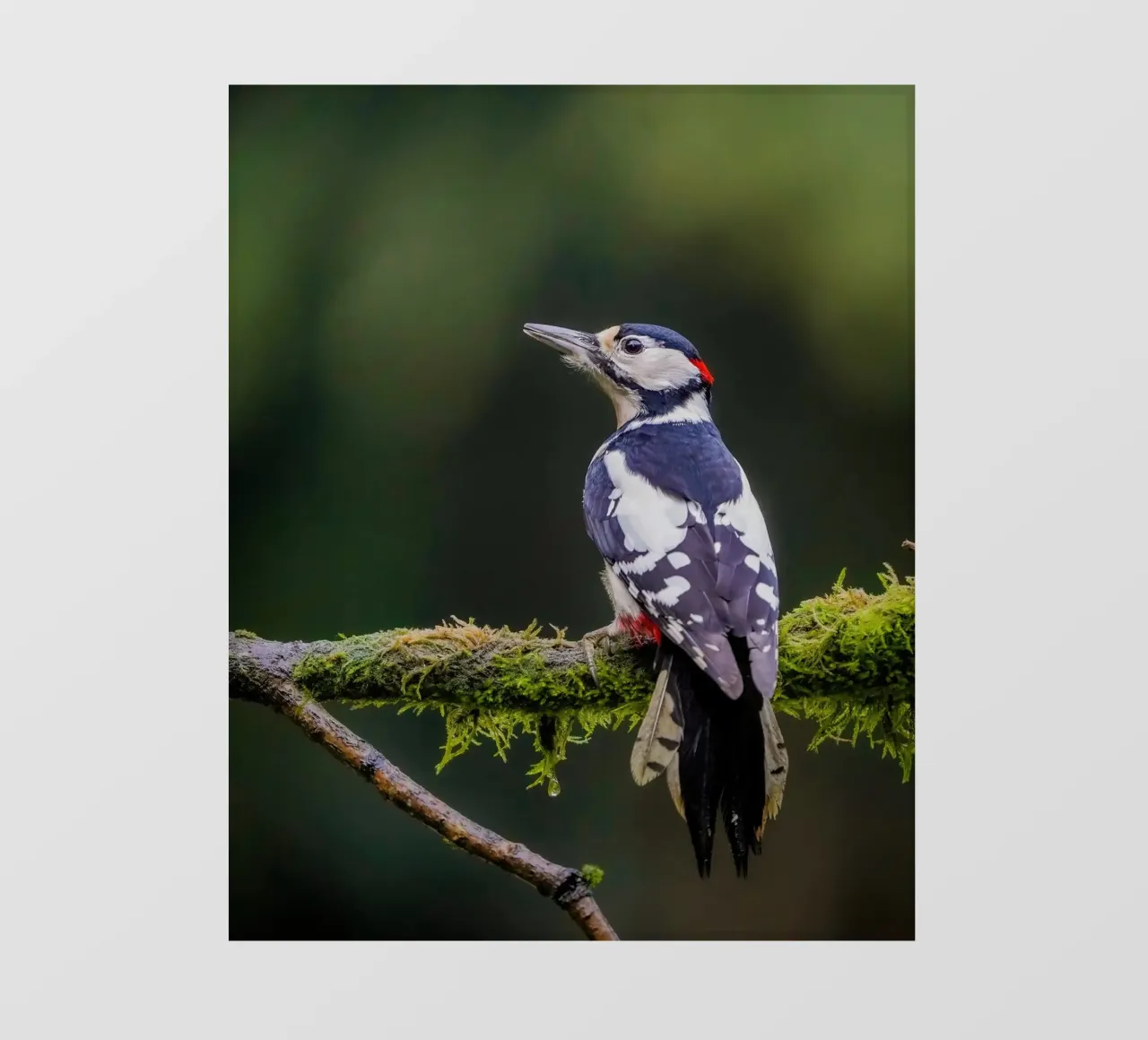 Picchio nella foresta pellicola backlit da Tom's Wildlife