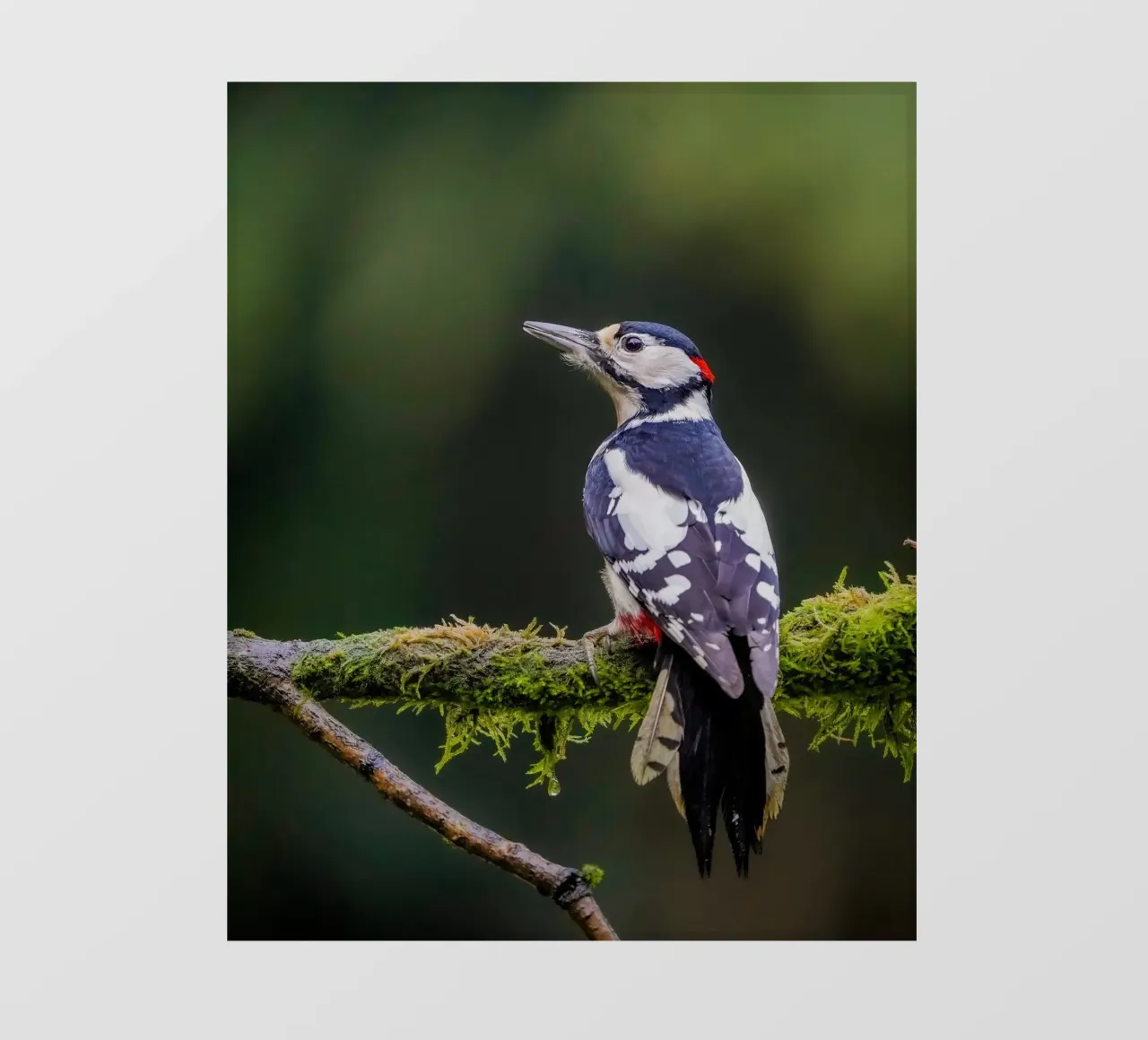 Picchio nella foresta telo in pvc da Tom's Wildlife