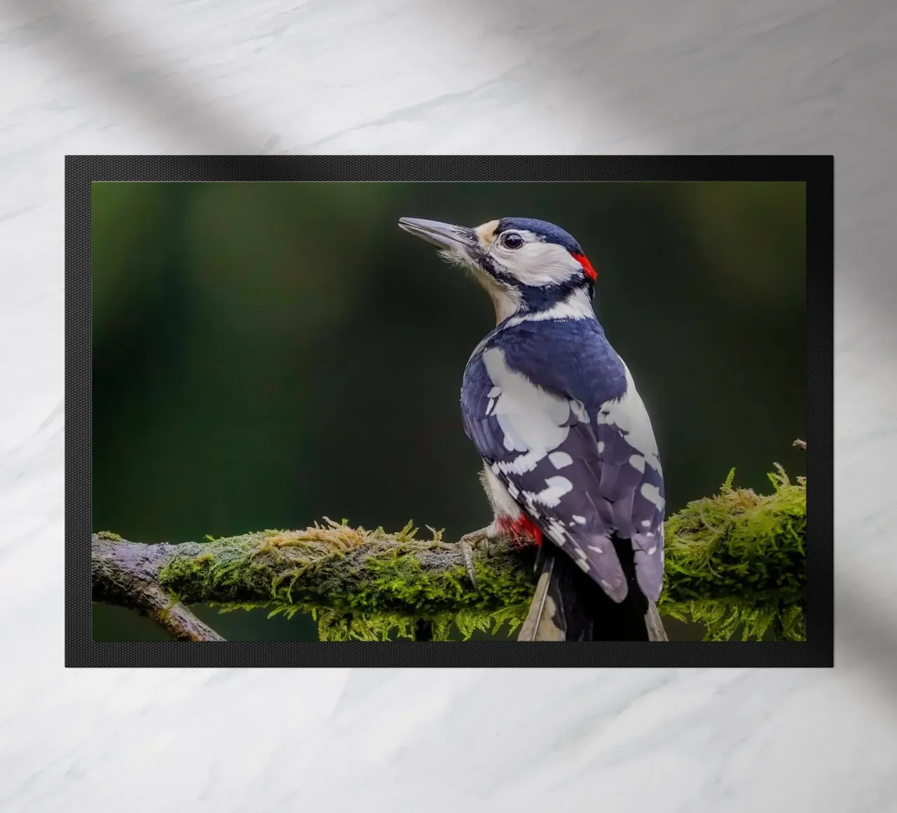 Picchio nella foresta zerbino da Tom's Wildlife
