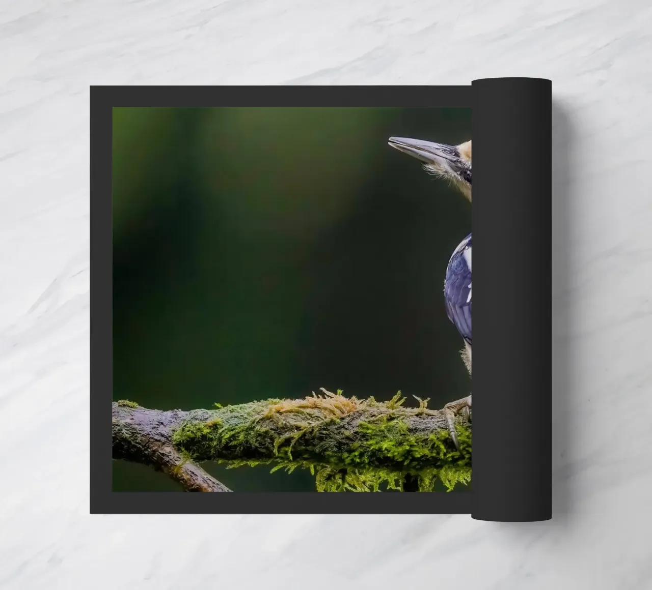 Picchio nella foresta zerbino da Tom's Wildlife