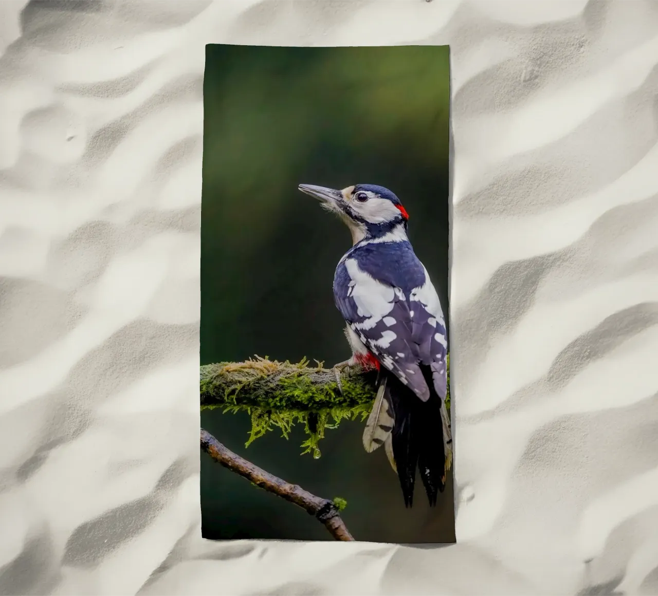 Picchio nella foresta telo mare da Tom's Wildlife