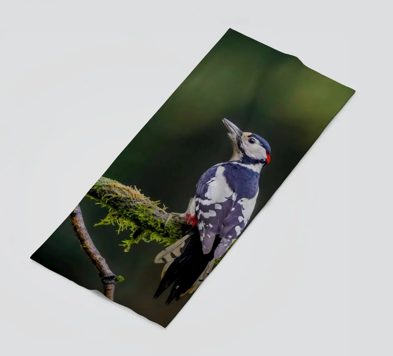 Picchio nella foresta telo mare da Tom's Wildlife