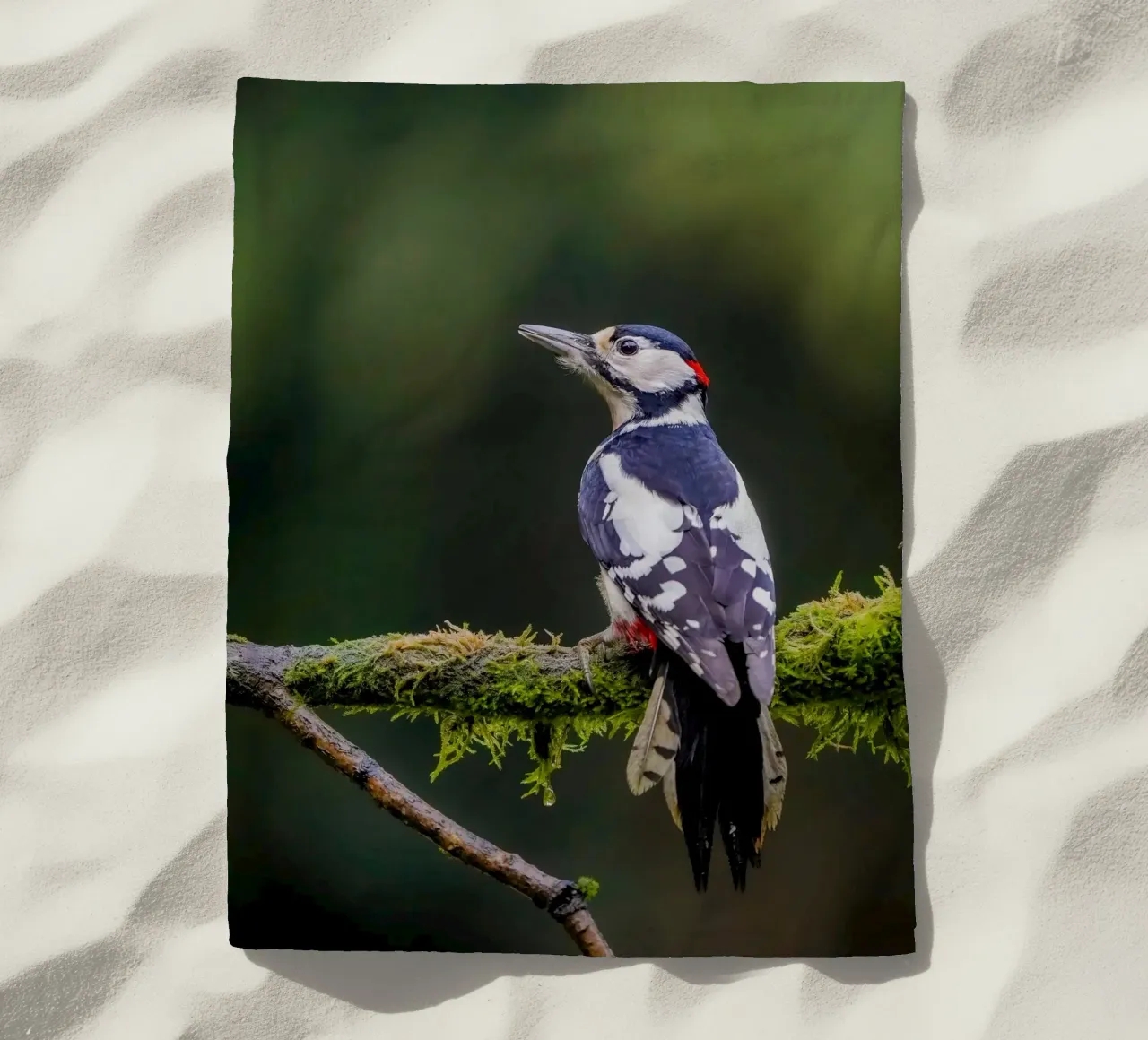 Picchio nella foresta telo mare da Tom's Wildlife