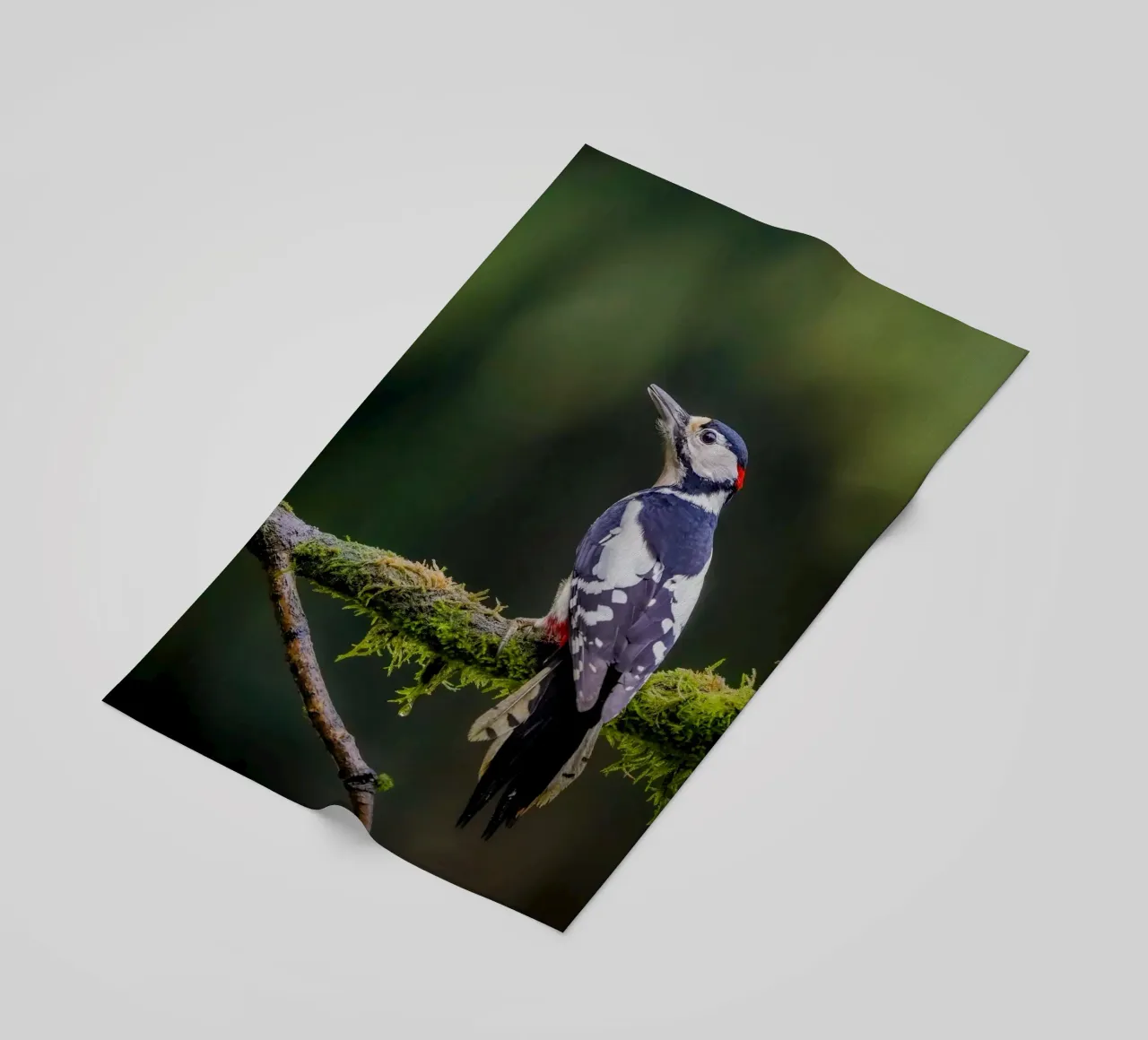 Picchio nella foresta telo mare da Tom's Wildlife