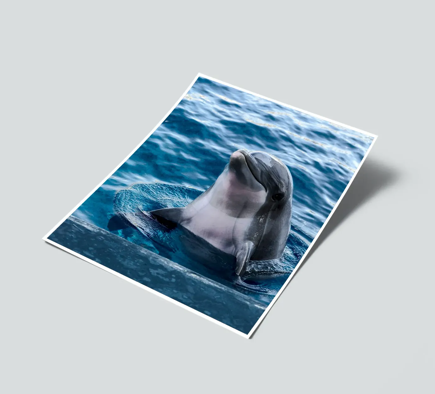 Ocean Acrobat sticker sheet by Nature's Palette