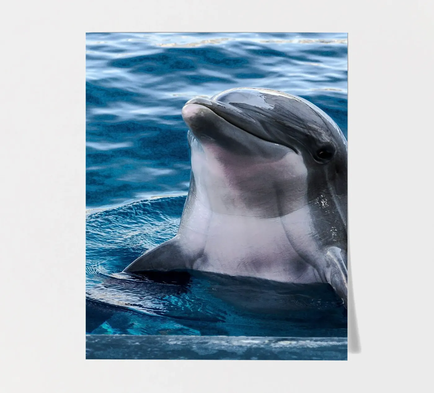 Ocean Acrobat sticker sheet by Nature's Palette