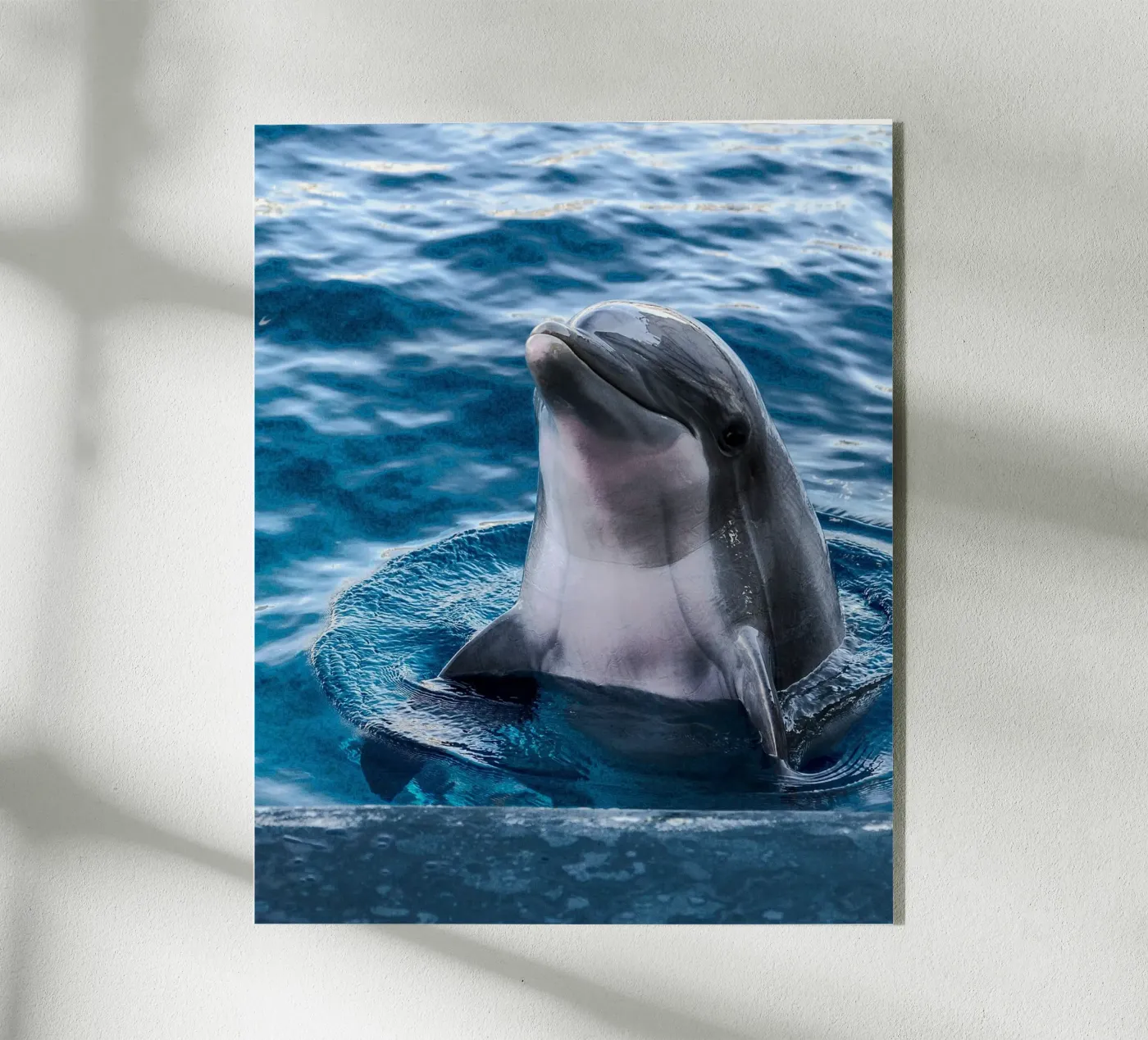 Ocean Acrobat acrylic glass by Nature's Palette